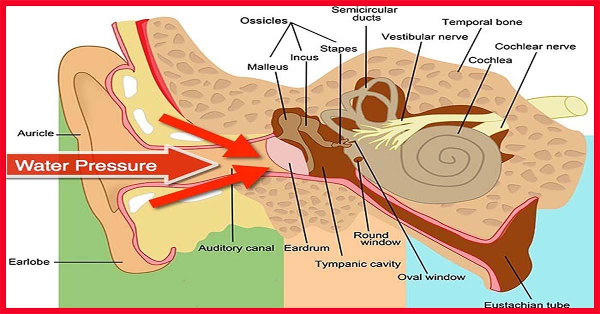 Equalizing Your Ears Preventing SCUBA Diving Ear Problems